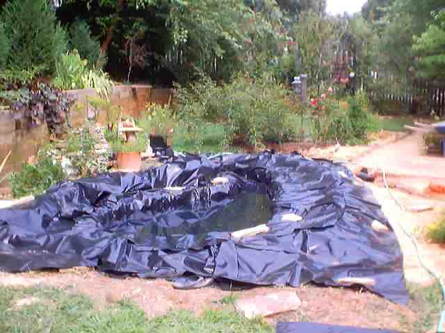 pond_july28_2002_0023.jpg