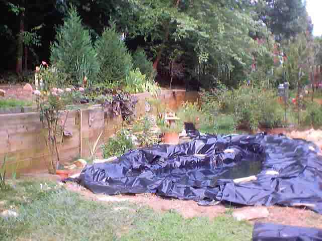 pond_july28_2002_0024.jpg