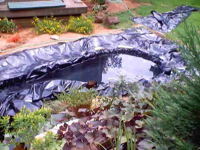 pond_july28_2002_0025.jpg