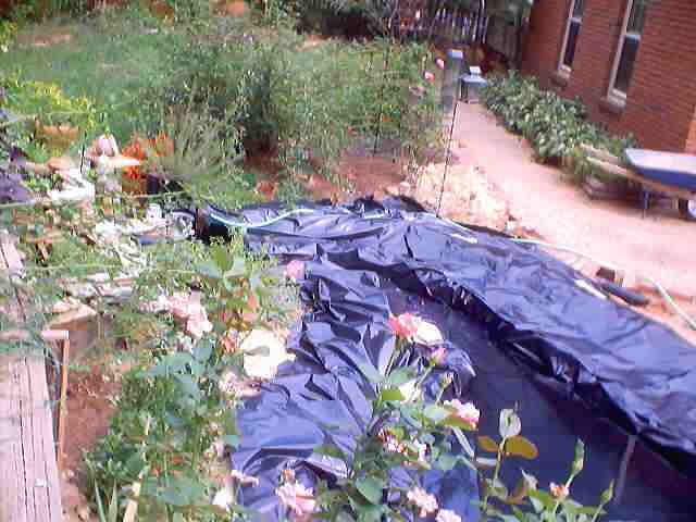 pond_july28_2002_0028.jpg