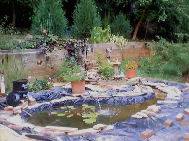 pond_july28_2002_0041.jpg