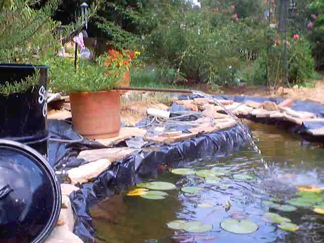 pond_july28_2002_0044.jpg