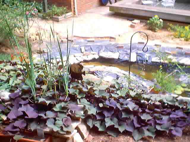 pond_july28_2002_0046.jpg