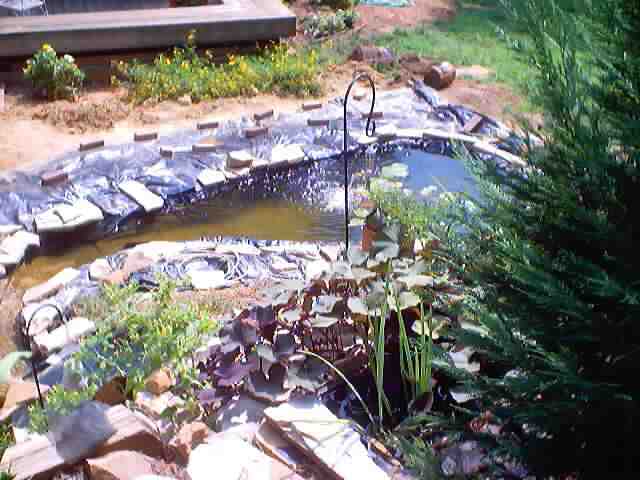 pond_july28_2002_0047.jpg