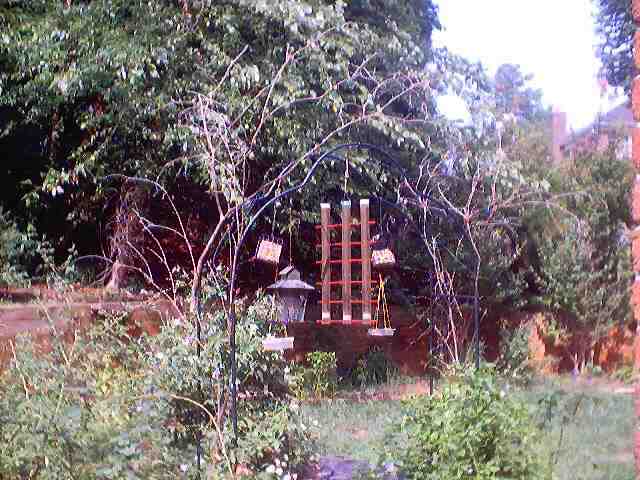 pond_july28_2002_0048.jpg