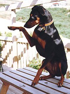 Our late Janus Waving