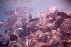 School Of Fish