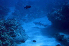 White Tip Shark Pic That I Took At Electric Bay Hawaii