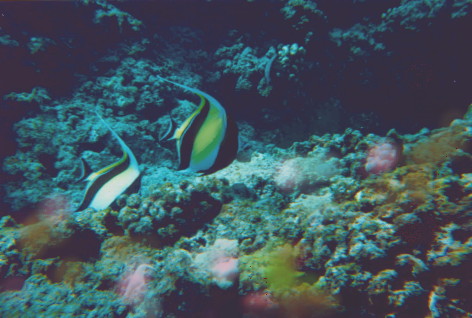 From Electric Bay Hawaii Ohau