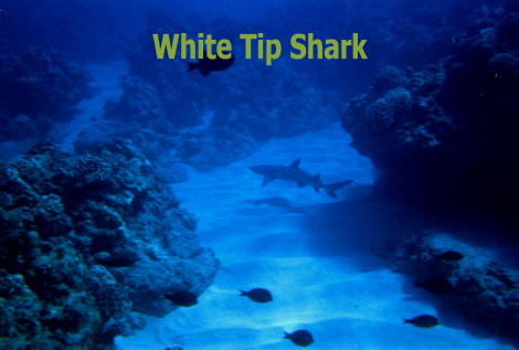 White Tip Shark This Is One Of The 3 Sharks We Saw That Day....