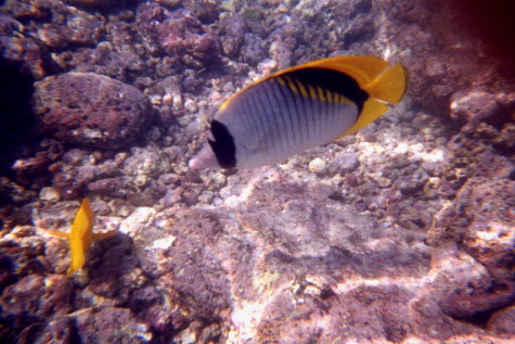 Hawaii Maui Laprerouse Bay