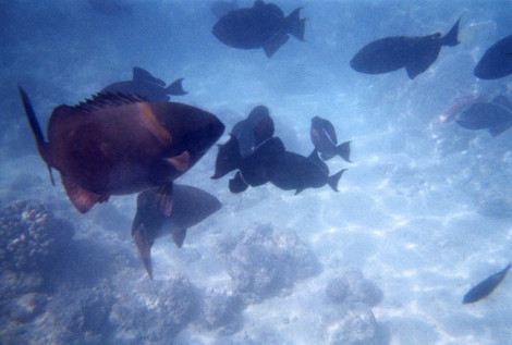 Laperouse Bay Maui Hawaii 1998-1999