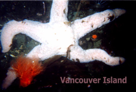 From Vancouver Island Sea Star..