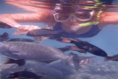 Lyse Snorkelling .... Lots Of Fishs....