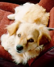 Photo of Misty