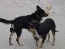 Assembly of the mutts