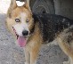 A stray dog with an enormous freaky eye