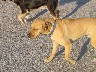A dog named Hooch