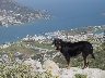 Howard deserved to have a picture taken of him after he followed me all the way up the mountain