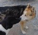 Even dogs can be romantic