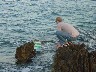 Andrew launching his raft
