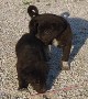 A few neighborhood puppies