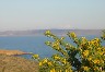 Some flowers with the Aegean sea in the background