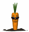 carrot