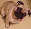 My Dog Marvin