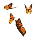 butterflies