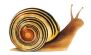 snail