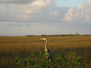 Sandhill Crane Standing in a sawgrass prarie.