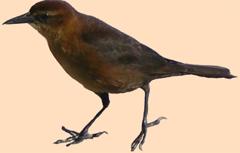 Female Boat Tail Grackle at Alligator Alley Reat Area