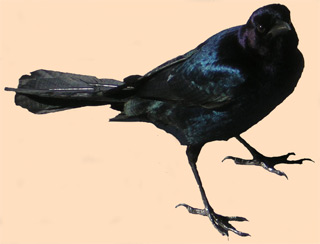 Male Boat Tail Grackle at Alligator Alley Reat Area