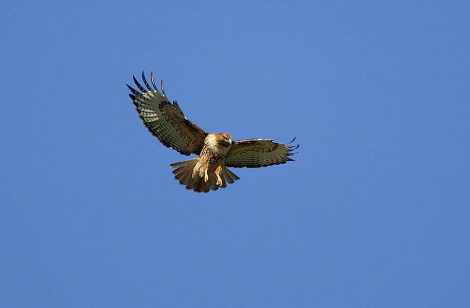 hovering hawk