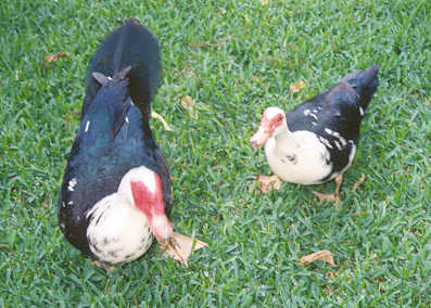 my badass ducks