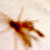 weird ass fly