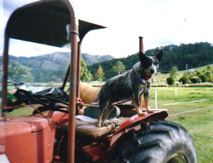 Blue Dog, your trusty 'side-lick' on the tractor train tour