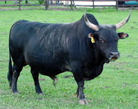 Flying W Farms Zorro (imp USA)