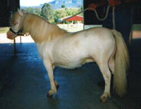 Palmdale Mr Magnificent