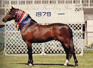 Palmdale Myrimba, a champion Arabian mare