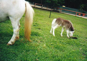 Palmdale Orion's Star, one of the foals at crystal Creek Miniatures