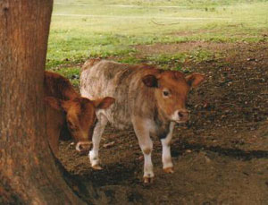 Peek-a-boo! Micro mooees at Crystal Creek Miniatures
