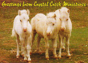 Three white minis postcard