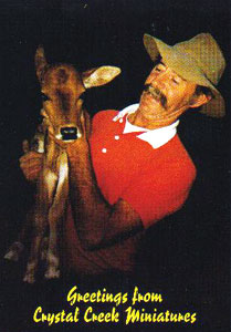 Miniature calf postcard
