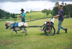 A miniature horse in harness with a sulky