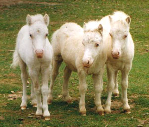 Three boys who would like to meet you at Crystal Creek Miniatures