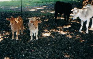 Tim and Tam, the micro mooees