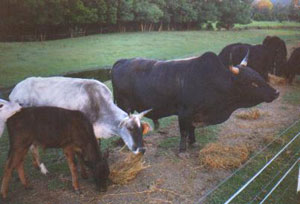 Flying W Farms Zorro and his herd of micro mooees