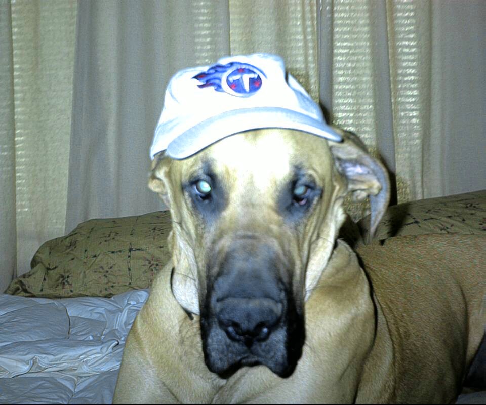 #1 TN Titan's Fan Cobain